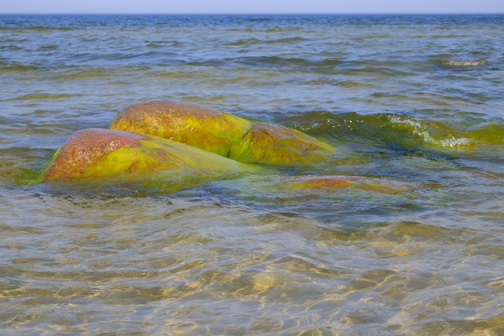 Green Algae Covered Boulders in Sea Water