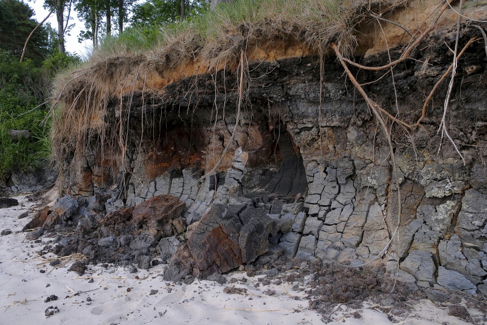 Outcrops of Steep coastline of Staldzene, Sapropel