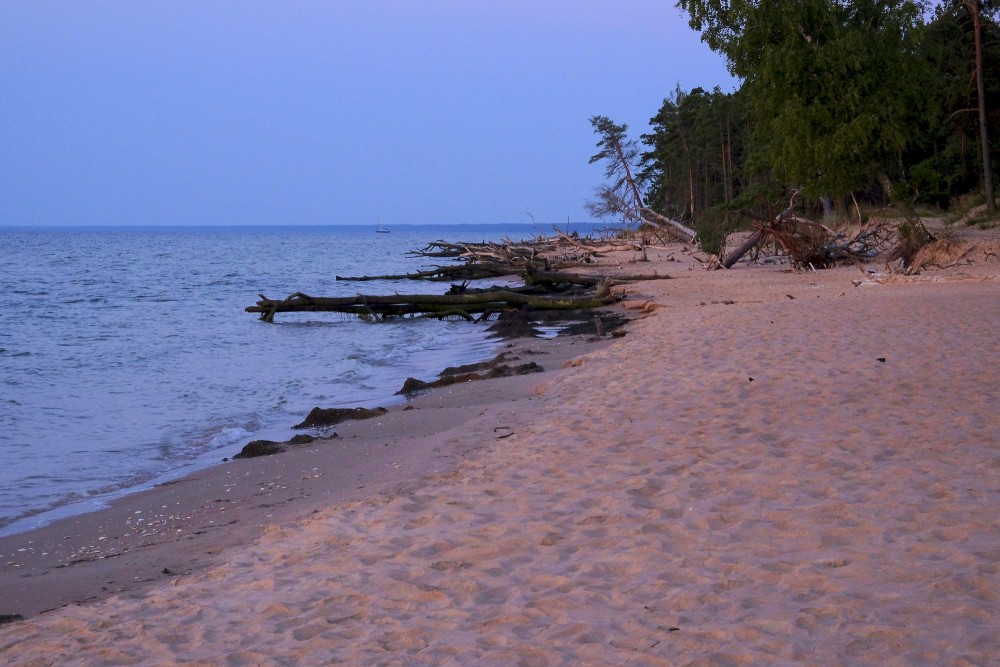 Kritušie koki Kolkasragā