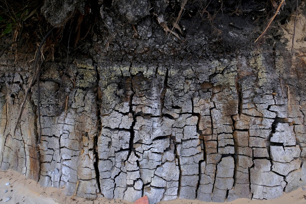 Outcrops of Steep coastline of Staldzene, Sapropel