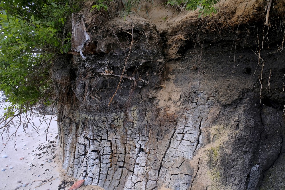 Outcrops of Steep coastline of Staldzene, Sapropel