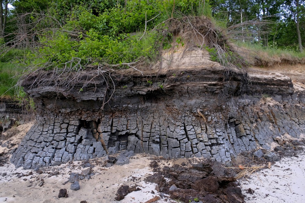 Outcrops of Steep coastline of Staldzene, Sapropel