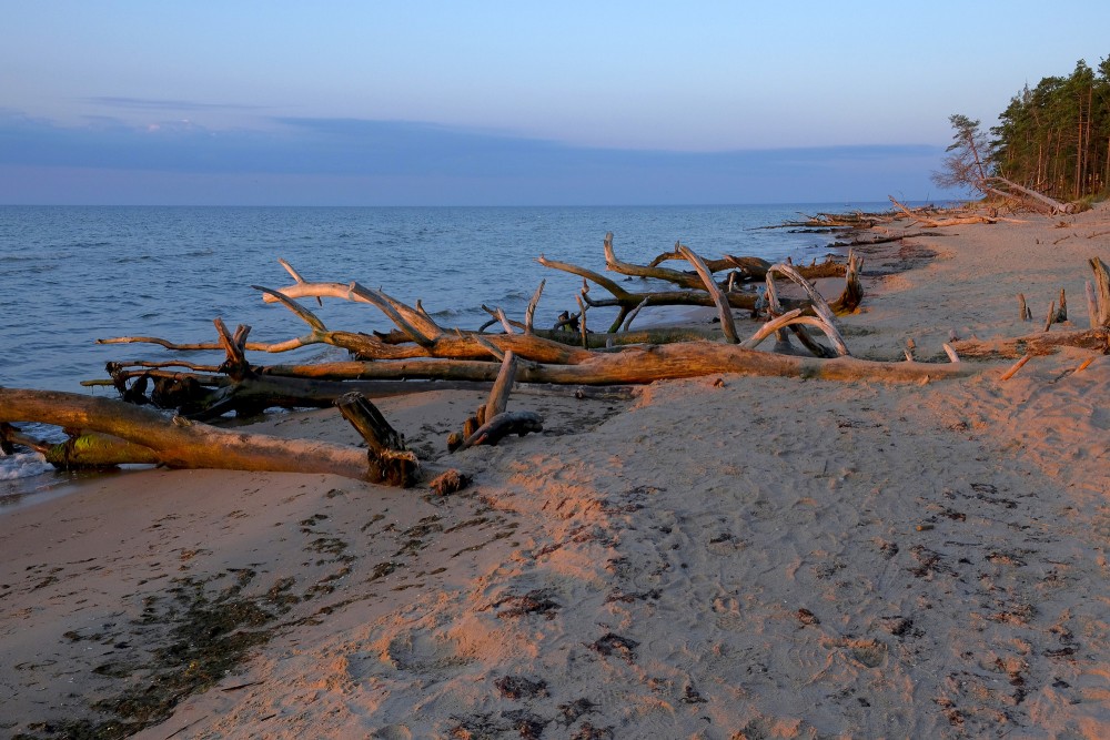Kolkasraga pludmale saullēktā ar vēja nogāztiem kokiem