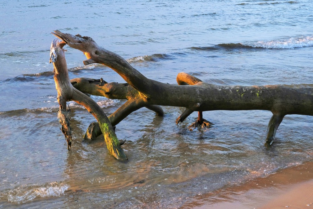 Viļņu apskalots koka stumbrs Kolkasraga pludmalē