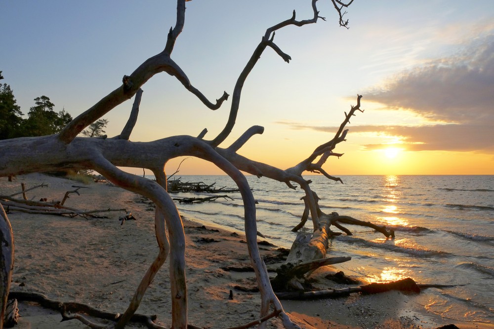 Nokaltuša koka siluets saullēktā