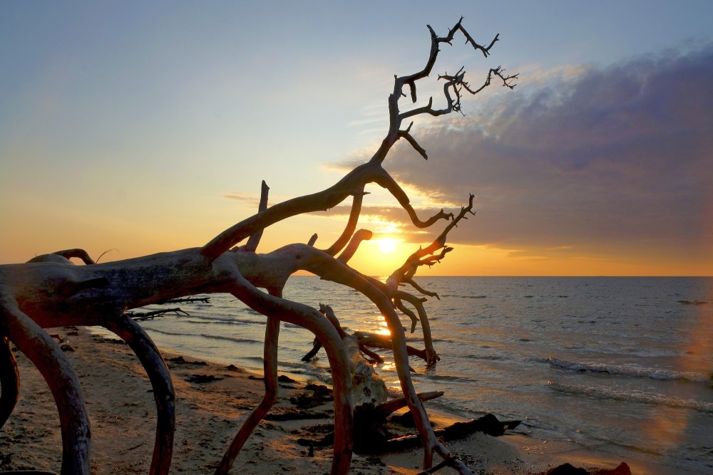 Saullēkts Kolkasragā, vētras nogāzta koka siluets