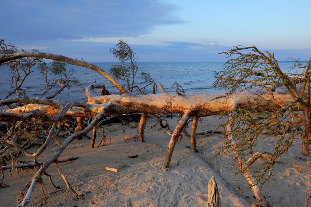 Vētras nogāzta koka tuvplāns Kolkasragā