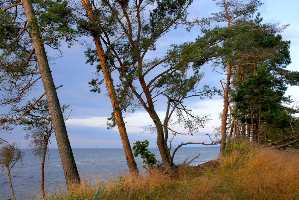 Priedes pašā jūras krastā