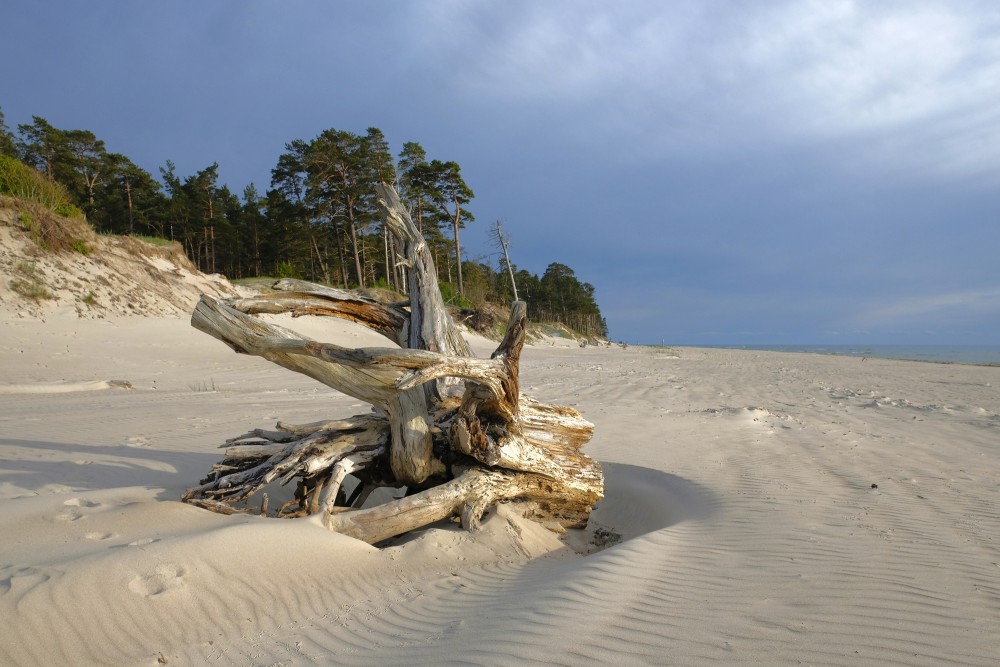 Dried Tree Stump On The Seashore Near Bernāti