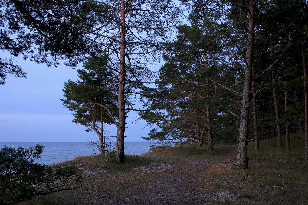 Forest by the Sea