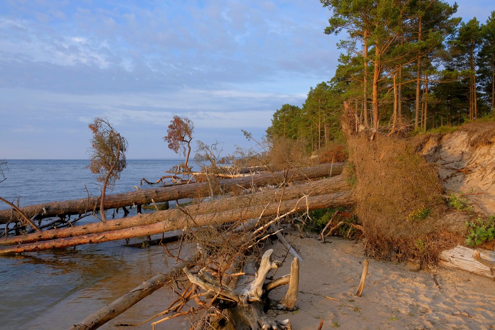 The Coast of Cape Kolka with Trees Blown Down by Storms