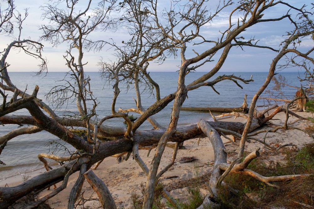 Tree blown down in storms in Cape Kolka