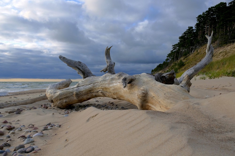 Nokaltis koka stumbrs smilšainā Kurzemes jūrmalā pie stāvkrasta