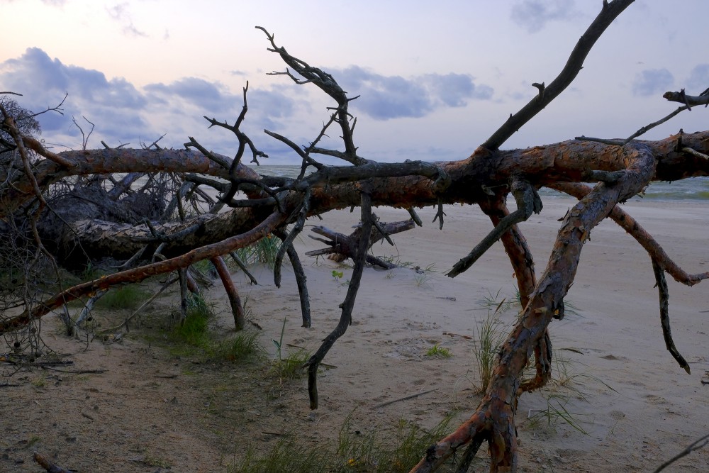A Pine Tree Fallen by the Wind on the Seashore