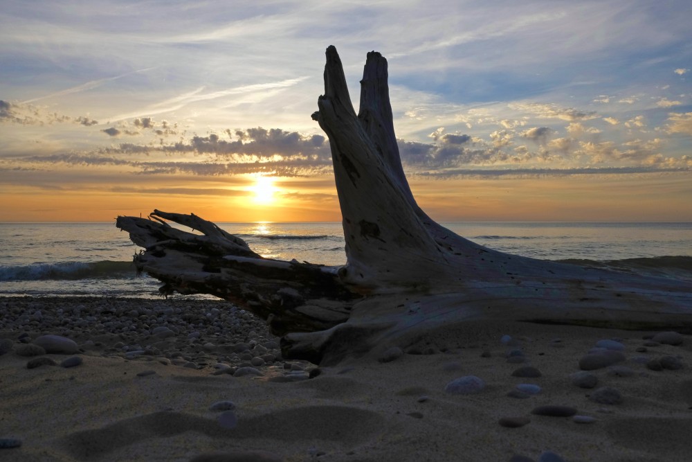 A Dead Dry Tree on a Seashore at Sunset