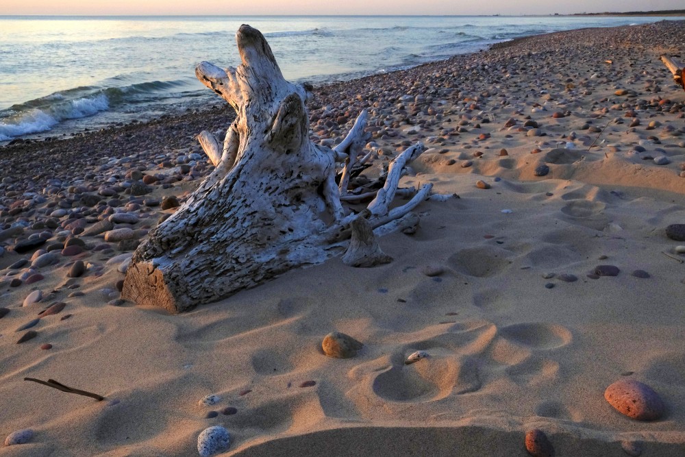 A Dead Dry Tree Trunk  on a Rocky Seashore