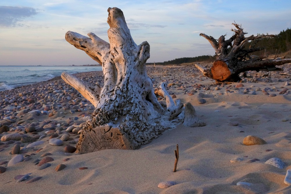 A Dead Dry Trees Trunks  on a Rocky Seashore