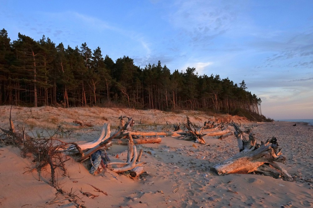 A Dead Dry Trees on a Rocky Seashore