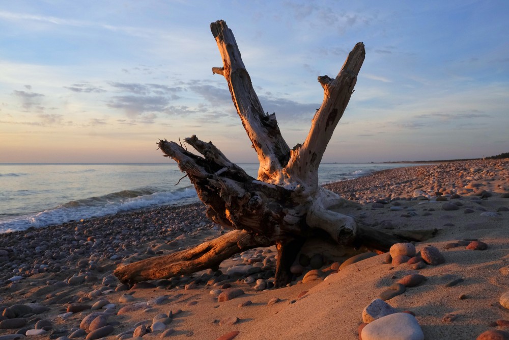A Dead Dry Tree on a Rocky Seashore