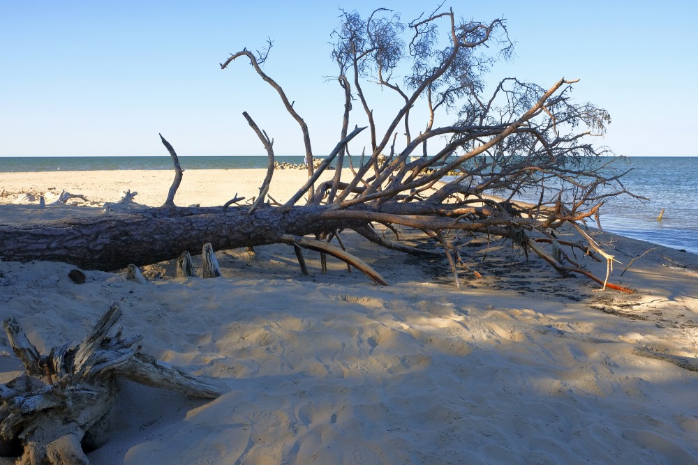 Fallen Tree on Cape Kolka Coastline