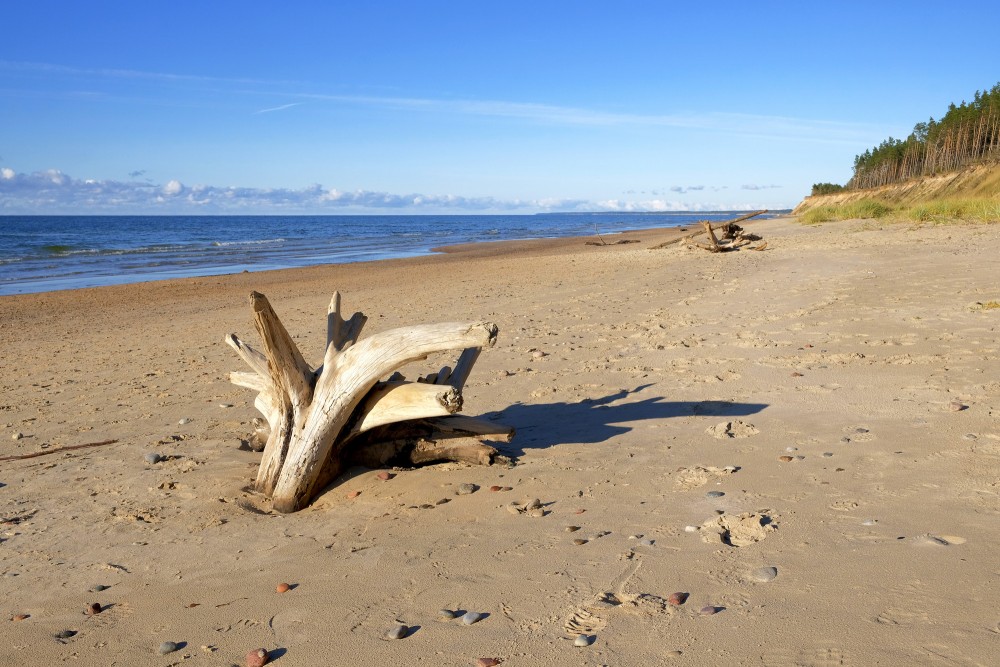 Driftwood on Empty Baltic Sea Beach