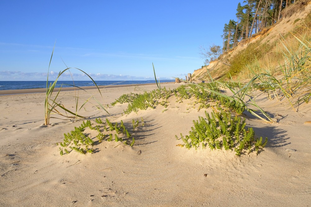 Sand dunes with seaside plants and coastal shoreline on a sunny day