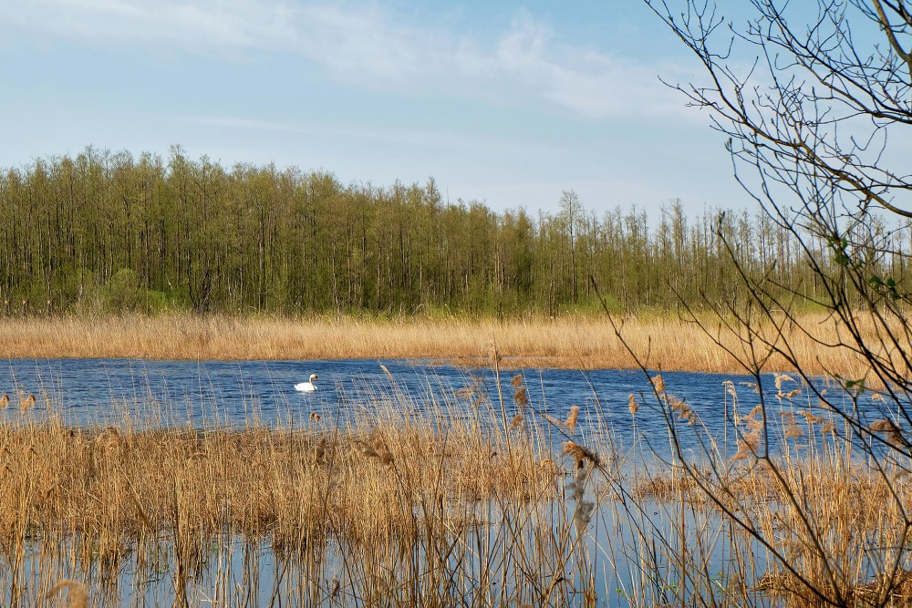 Mute swan in Lake Sloka