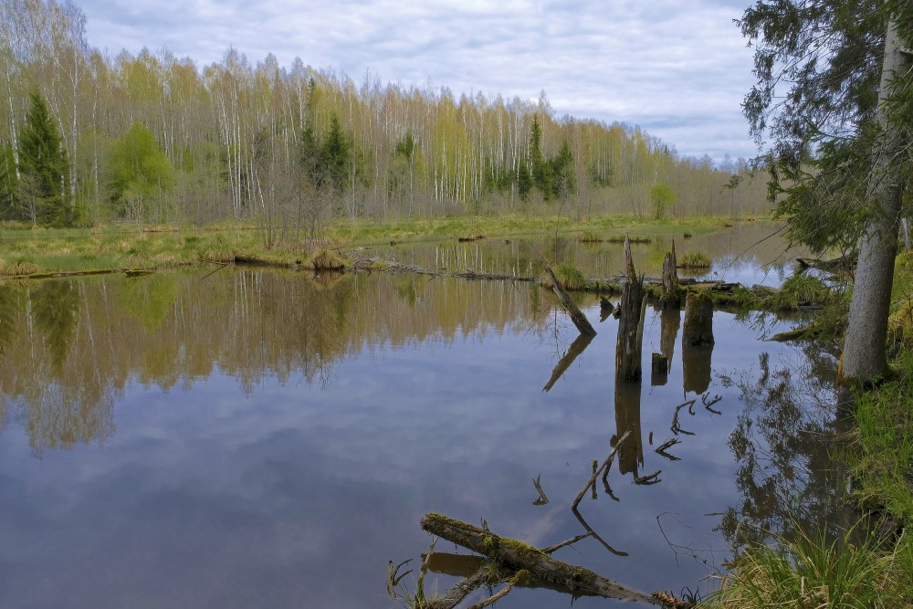 Šķēdes dzirnavezers pie Omiķu gravas pavasarī