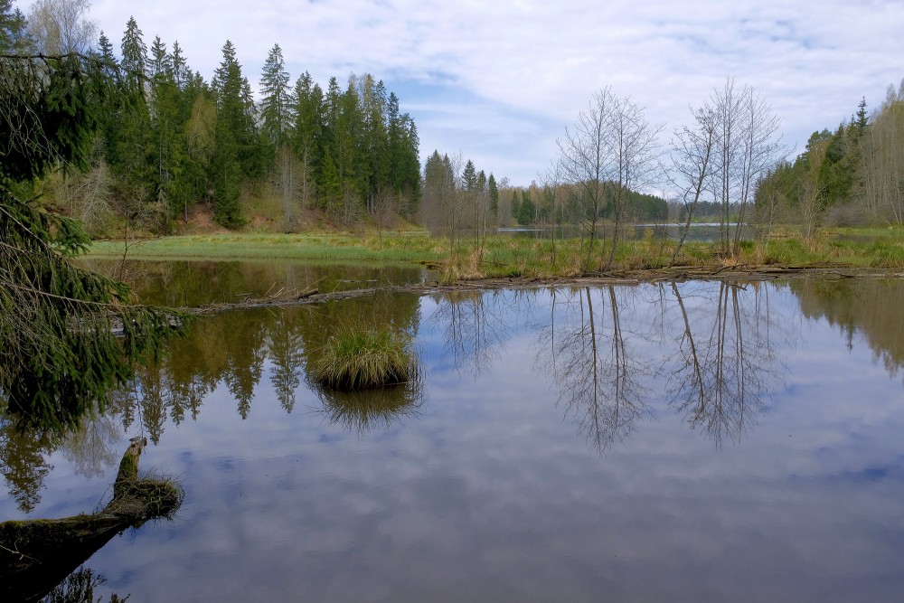 Šķēdes dzirnavezers pie Omiķu gravas pavasarī