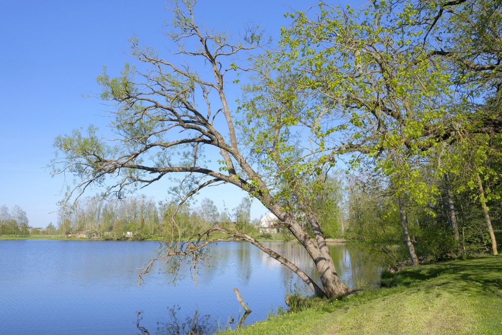 Augstkalne Mill Lake