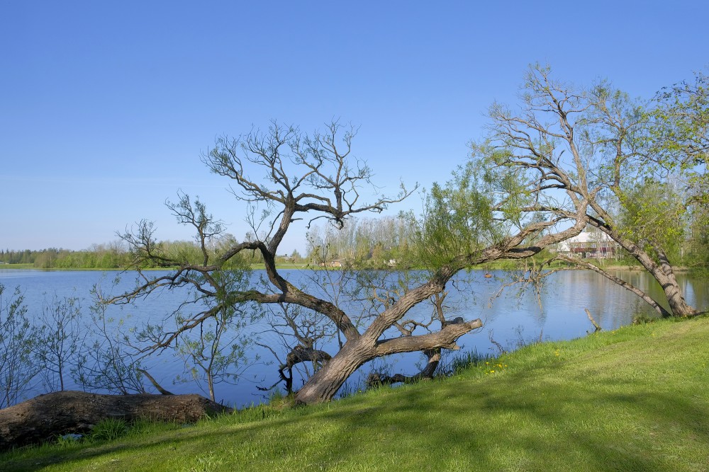 Willows on the shore of the Augstkalne Mill Lake