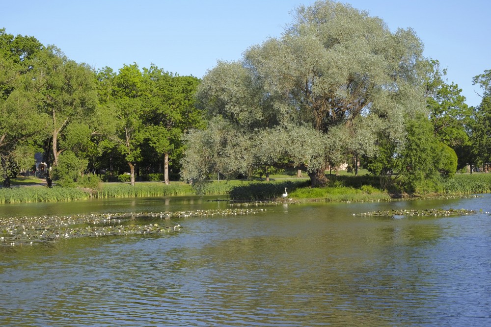 Moderes dīķis un sudrabvītols kabilē