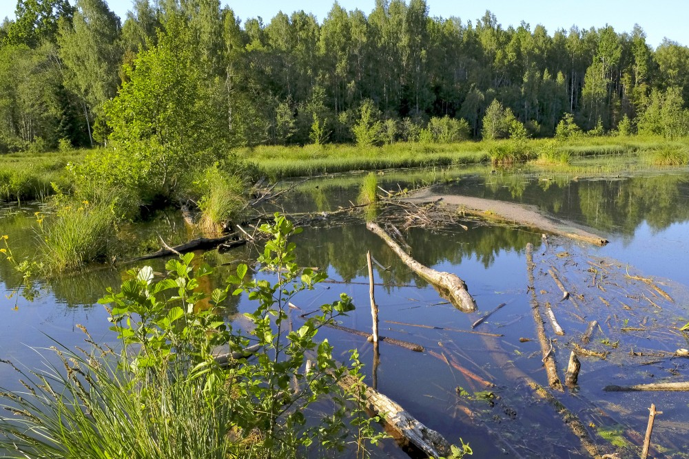 Sakrituši koki Šķēdes dzirnavezerā