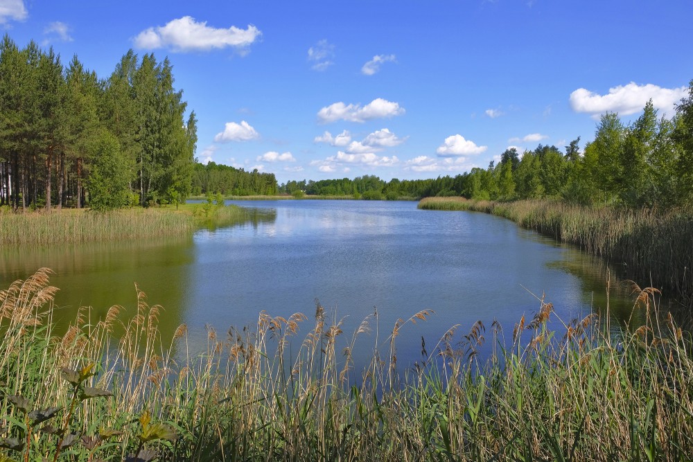 Dižavotu dīķis pie Rocežiem Dižavotu dīķis pie Rocežiem