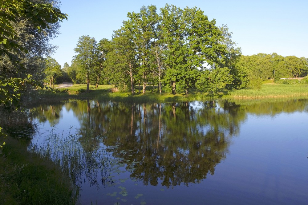 Koku atspulgs ūdenī