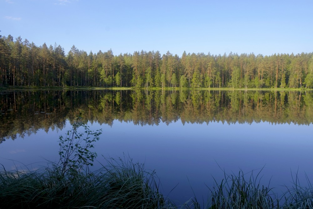 Lejas ezers, koku atspulgs ūdenī