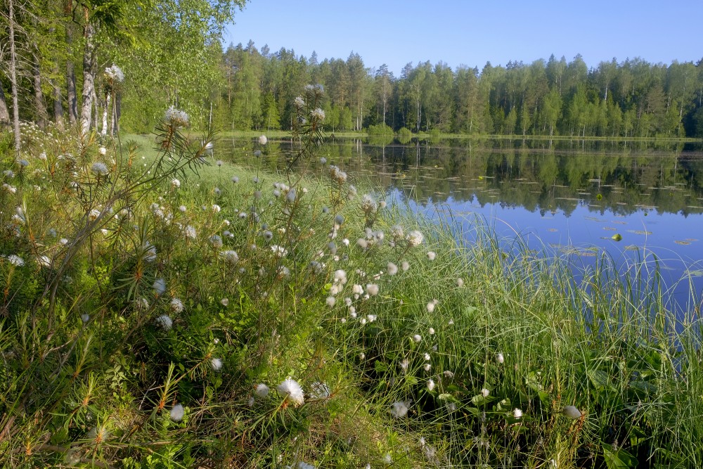 Purva vaivariņš un spilve Lejas ezera krastā