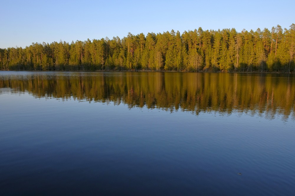 The Reflection of Trees in the Water of Lake Zilonis