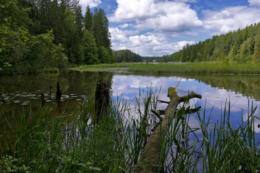 Šķēdes dzirnavezera mierīgā ainava ar atspulgiem un meža ieskautām krastmalām