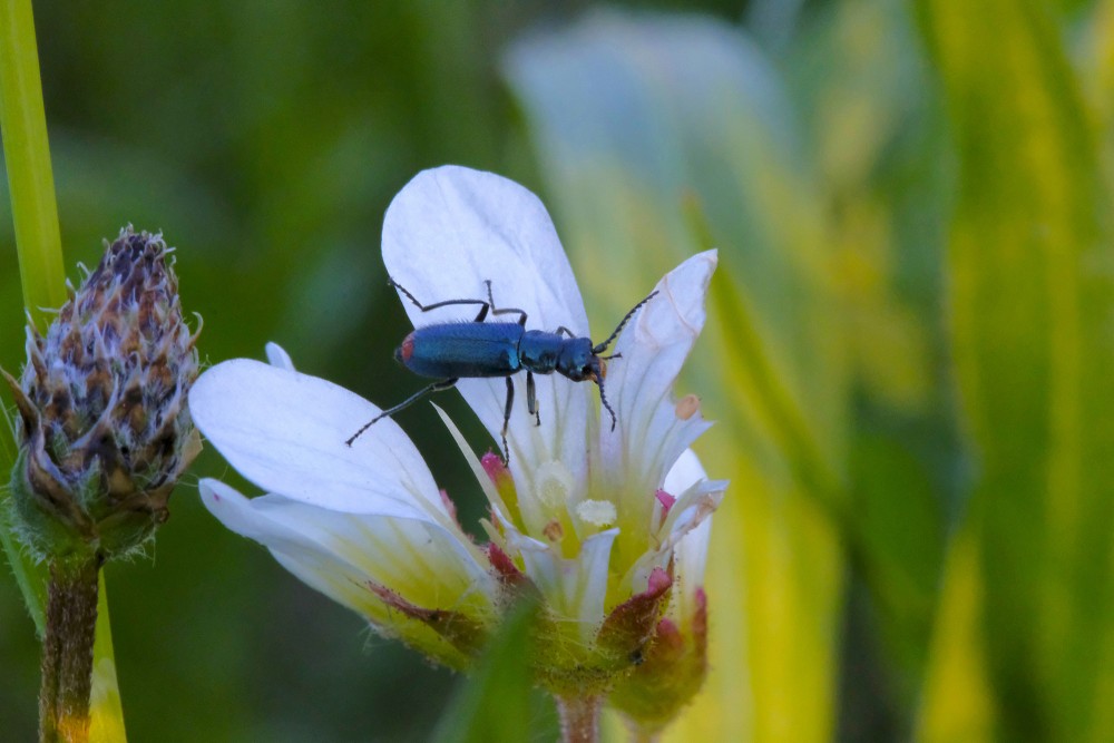 Malachite beetle