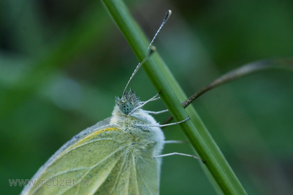 Close up of Green-veined white