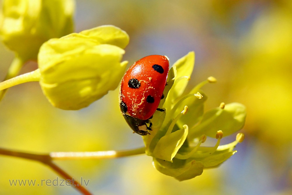 Ladybird on Flower