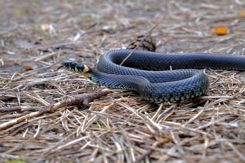 Grass Snake close up
