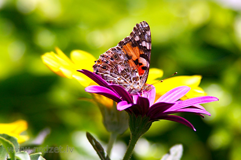 Painted lady 