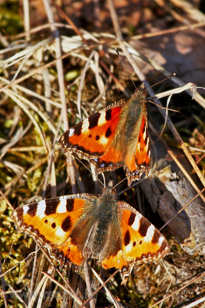 Tauriņš (Nātru raibenis)