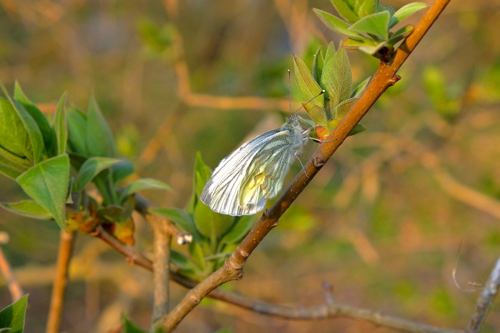 Green-veined white