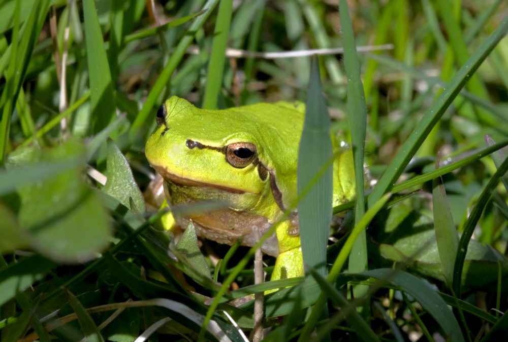 Hyla arborea