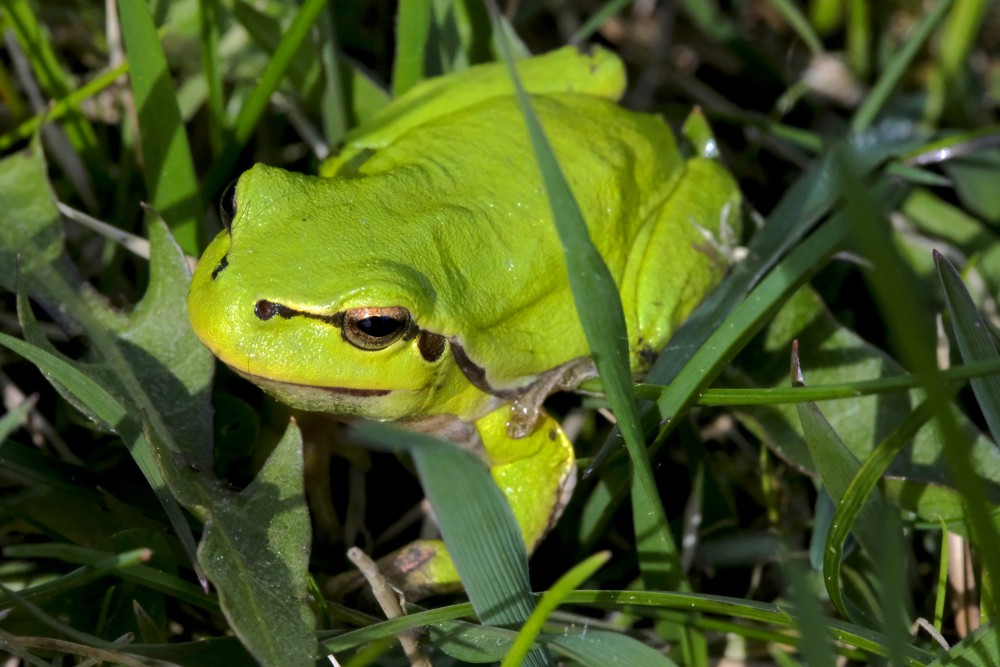 European tree frog