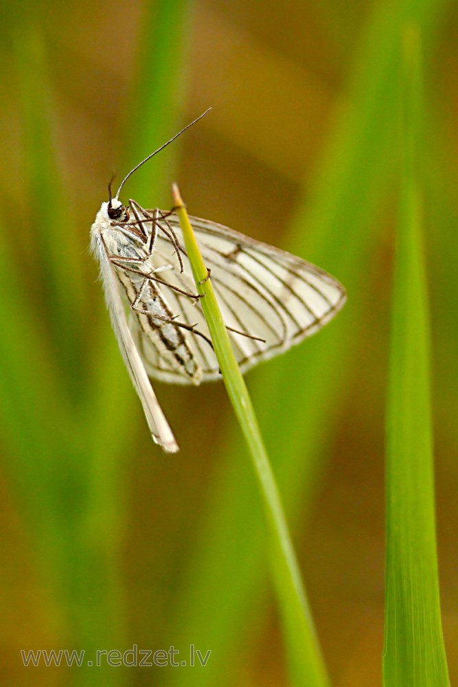 Spožais tumšdzīslu sprīžmetis