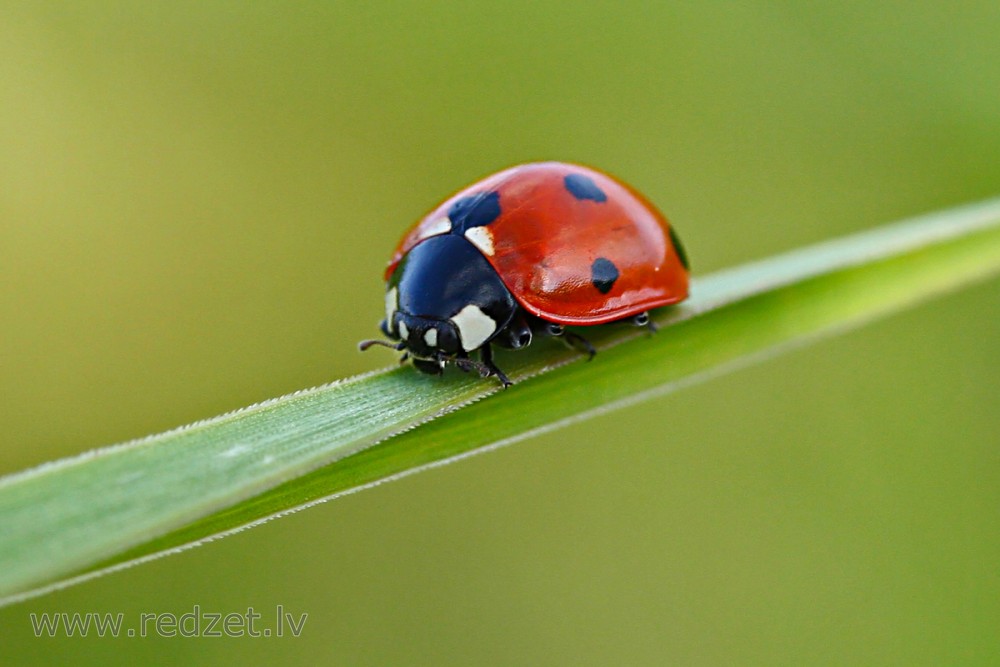 Close up of Seven-spot ladybird